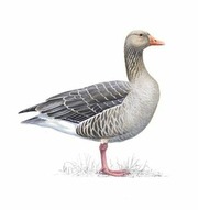 Grey Goose set artwork